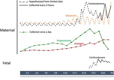 Maternal-Fetal Circadian Communication During Pregnancy